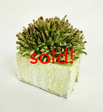 Load image into Gallery viewer, Susan Beiner, &quot;In my Yard&quot;