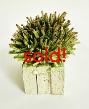 Load image into Gallery viewer, Susan Beiner, &quot;In my Yard&quot;